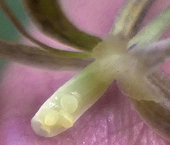 Tipularia discolor - Cranefly orchid  - flower structure, morphology, column 