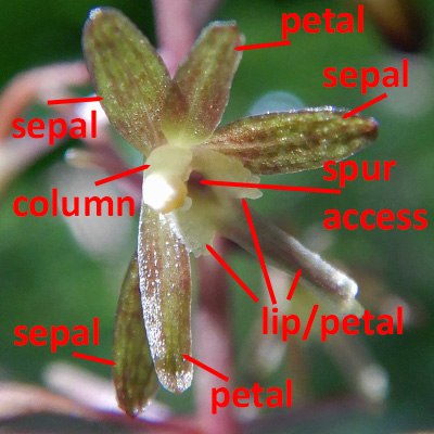 Tipularia discolor - Cranefly orchid  - flower structure, morphology, labels 