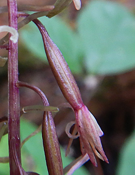 Tipularia discolor - Cranefly orchid  - fruit starting 