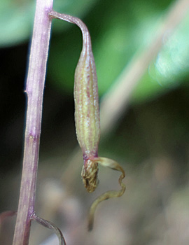 Tipularia discolor - Cranefly orchid  - fruit - seed capsule 