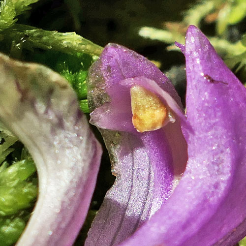 Arethusa bulbosa - Dragon's Mouth - flower, column, pollinia