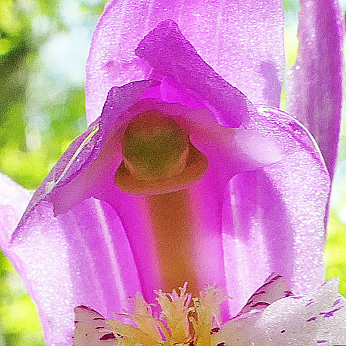 Arethusa bulbosa - Dragon's Mouth - flower, column, anther, stigma