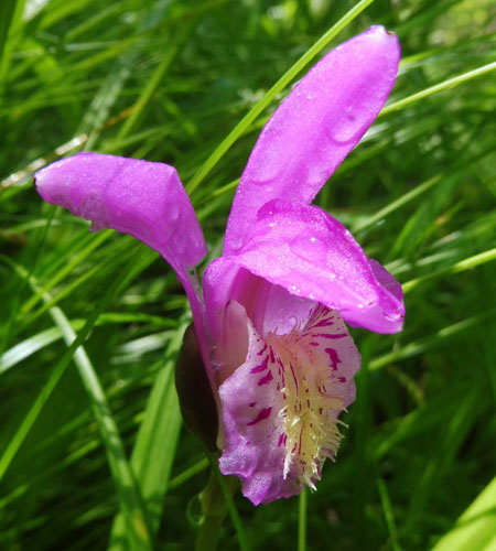 Arethusa bulbosa - Dragon's Mouth - flower, front, sepals, petals, labellum, lip