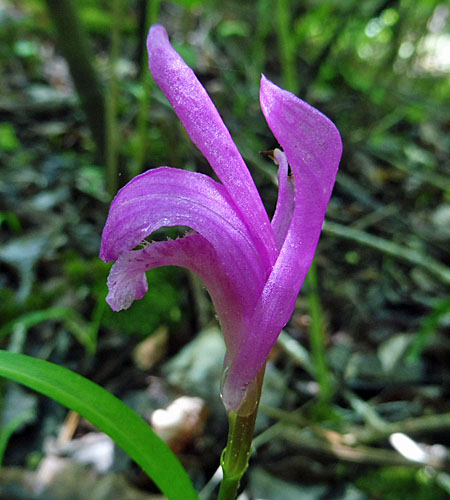 Arethusa bulbosa - Dragon's Mouth - flower, side, sepals, petals, labellum, lip