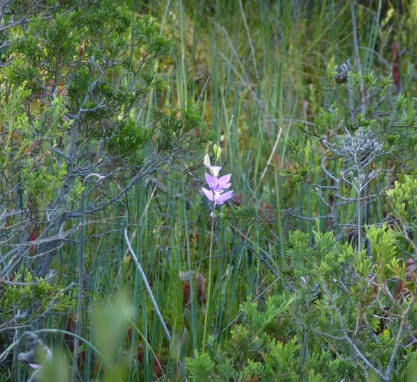 Calopogon tuberosa - Grass Pink Orchid narrow grass-like basal leaves