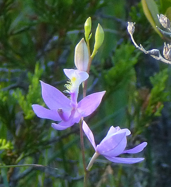 Calopogon tuberosa - Grass Pink Orchid - Flower cluster, infloresence