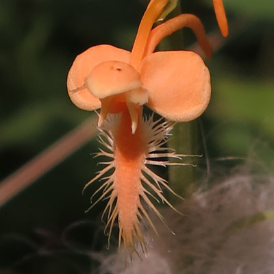 Platanthera ciliaris - Yellow / Orange Fringed Orchid -  flower closeup: lip labellum, 3 sepals, 3 petals 