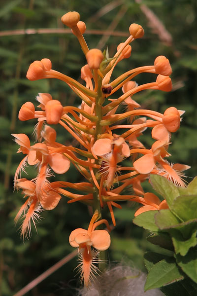 Platanthera ciliaris - Yellow / Orange Fringed Orchid - Flower cluster, infloresence