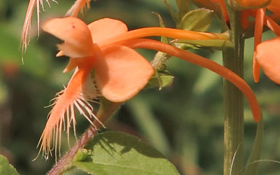 Platanthera ciliaris - Yellow / Orange Fringed Orchid -  flower closeup: spur