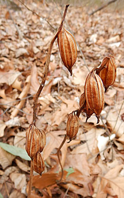 Aplectrum hyemale - Puttyroot orchid  - fruit over wintered 