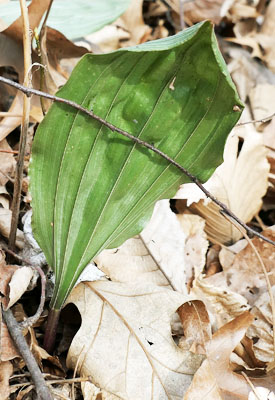 Aplectrum hyemale - Puttyroot orchid  - underside of leaf