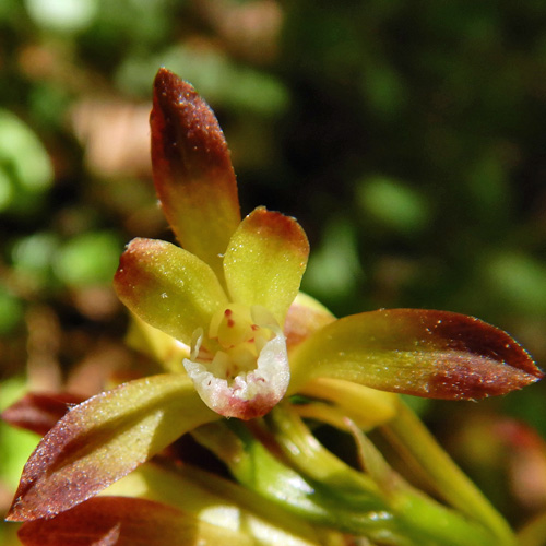 Aplectrum hyemale - Puttyroot orchid  - flower structure, closeup, petals, sepals, column 