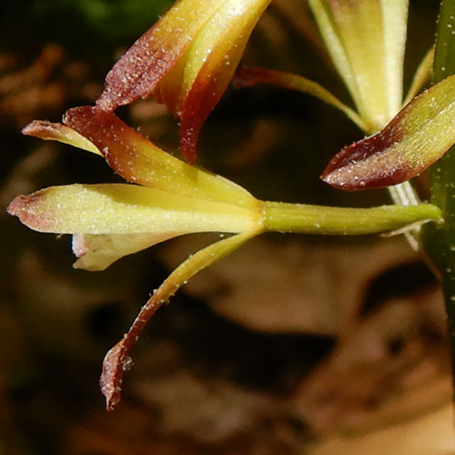 Aplectrum hyemale - Puttyroot orchid  - flower structure, top view 