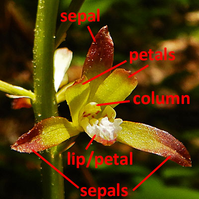 Aplectrum hyemale - Puttyroot orchid  - flower structure, morphology, labels 