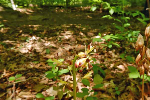 Aplectrum hyemale - Puttyroot orchid  - plant - habitat forest
