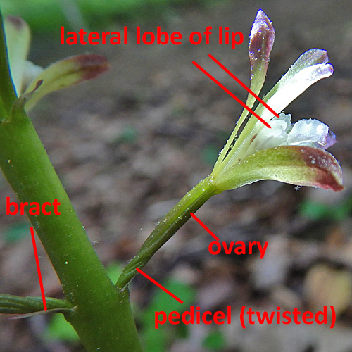 Aplectrum hyemale - Puttyroot orchid  - flower structure, side view, lateral lobes on lip, twist in pedicel 