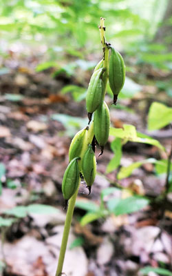 Aplectrum hyemale - Puttyroot orchid  - fruit  