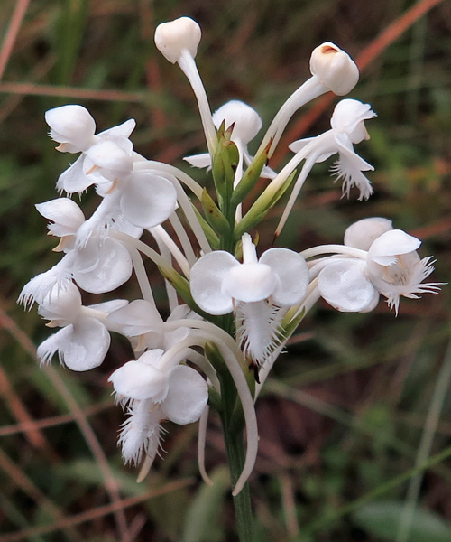 Platanthera blephariglottis - White Fringed Orchid - Flower cluster, infloresence