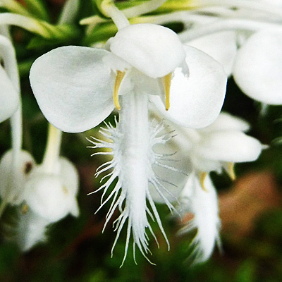 Platanthera blephariglottis - White Fringed Orchid -  flower closeup: lip labellum, 3 sepals, 3 petals 