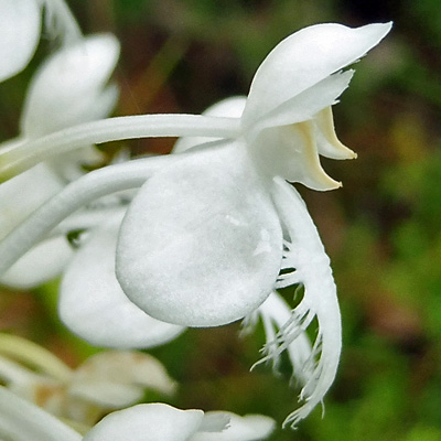 Platanthera blephariglottis - White Fringed Orchid -  flower closeup: spur