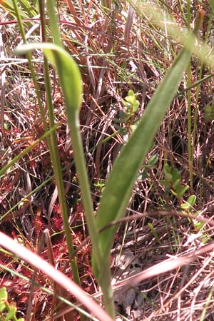 Platanthera integra - Yellow / Orange Fringeless Orchid : lower leaf