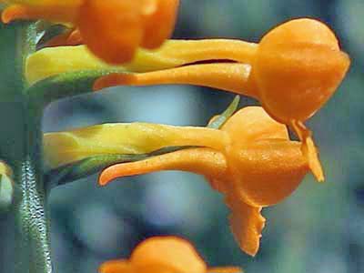 Platanthera integra - Yellow / Orange Fringeless Orchid -  flower closeup - side view - spur