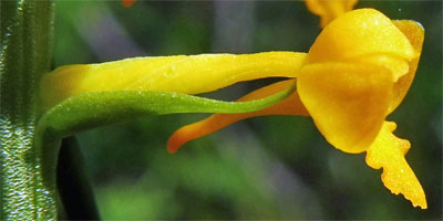 Platanthera integra - Yellow / Orange Fringeless Orchid -  flower closeup - side view - bract