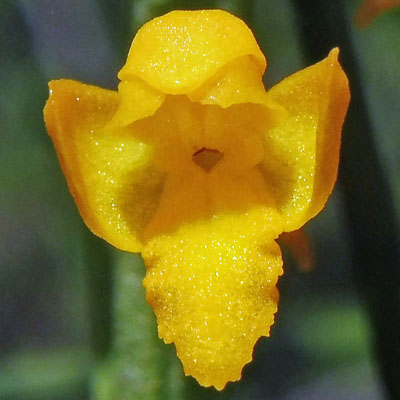 Platanthera integra - Yellow / Orange Fringeless Orchid -  flower closeup: front view - lip labellum, 3 sepals, 3 petals, spur opening 