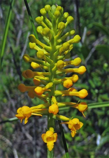 Platanthera integra - Yellow / Orange Fringeless Orchid - Flower cluster, infloresence