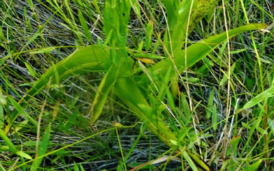Platanthera integra - Yellow / Orange Fringeless Orchid : bottom leaves