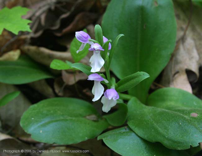 Orchis spectabilis( Showy Orchis )