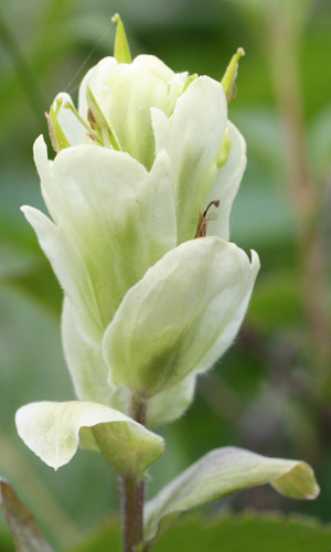 Castilleja septentrionalis (Northern Paintbrush)