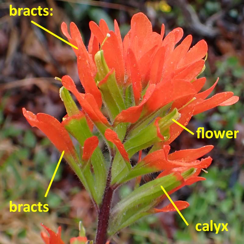 Castilleja coccinea - Scarlet paintbrush  - inflorescence, flowers, bracts, calyx