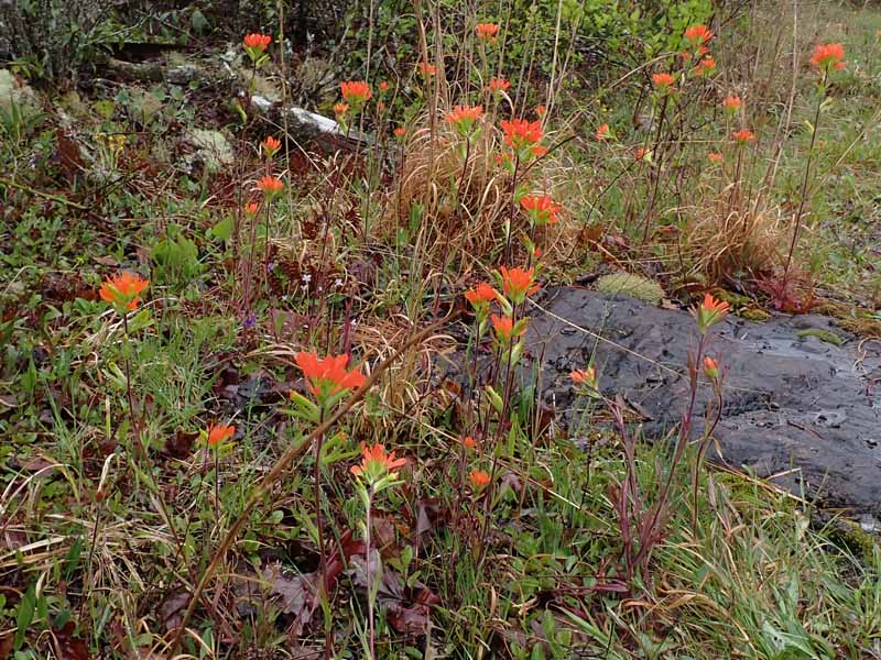 Castilleja coccinea - Scarlet paintbrush  - habitat