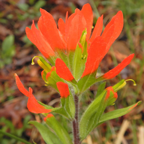 Castilleja coccinea - Scarlet paintbrush  - inflorescence, flowers