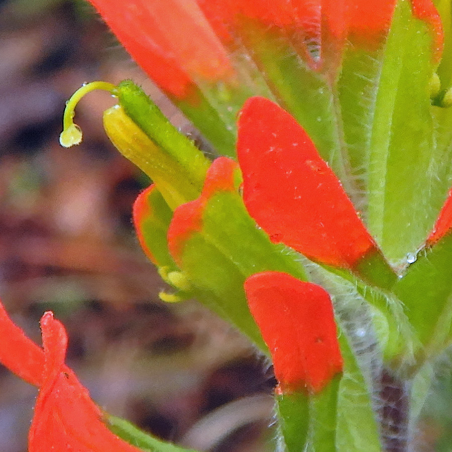 Castilleja coccinea - Scarlet paintbrush  - flower, corolla, calyx, bract