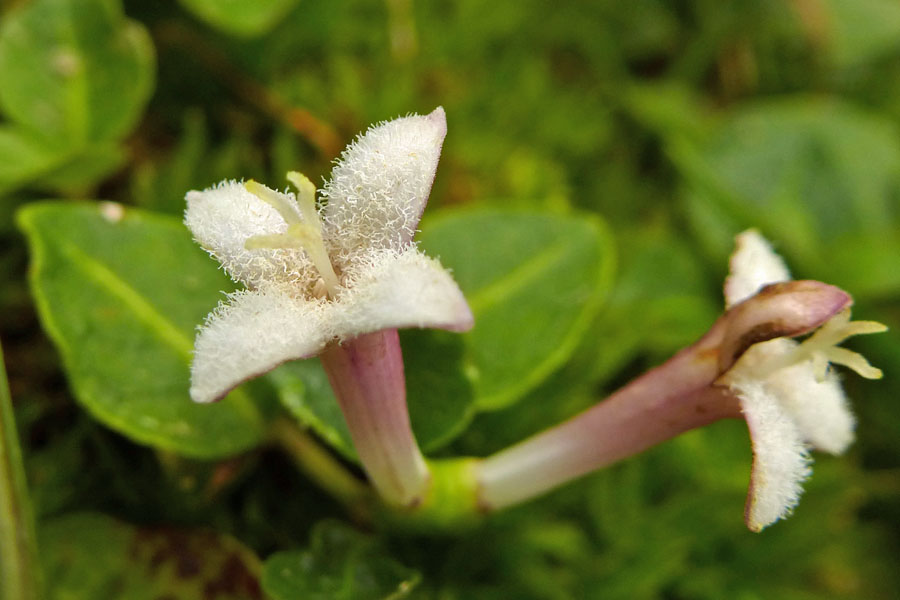 Mitchella repens - Partridgeberry - Flower type - Pin.  Style longer than stamen