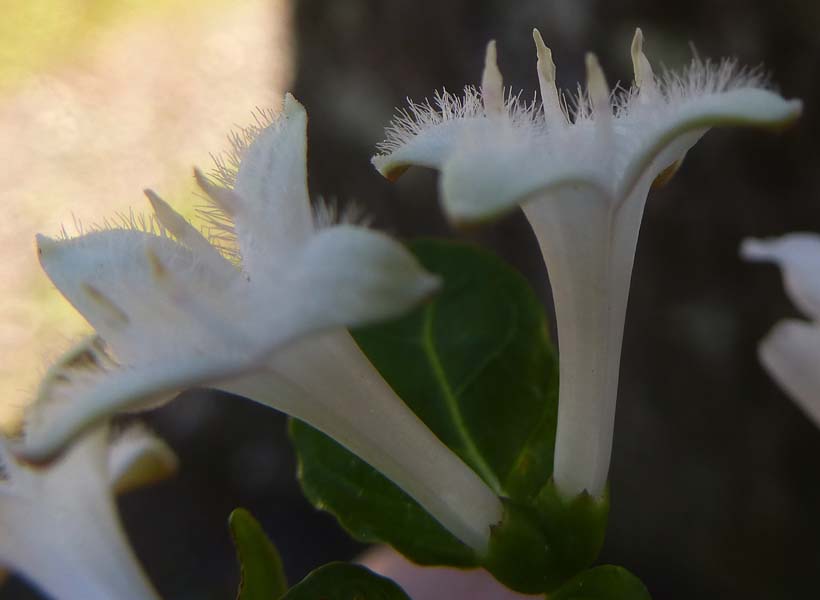 Mitchella repens - Partridgeberry - Flower type - Thrum.  Stamen longer than style