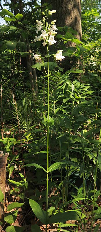 Penstemon digitalis - foxglove beardtongue - plant