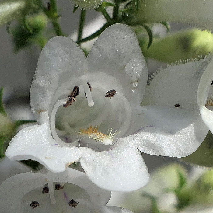 Penstemon digitalis - foxglove beardtongue - flower stamens anthers staminoide pistil