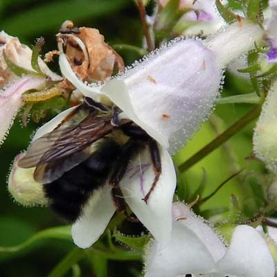 Penstemon digitalis - foxglove beardtongue - bee inside flower