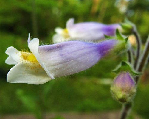 Penstemon hirsutus - Hairy Beardtongue - Flowers
