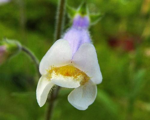 Penstemon hirsutus - Hairy Beardtongue - Flowers