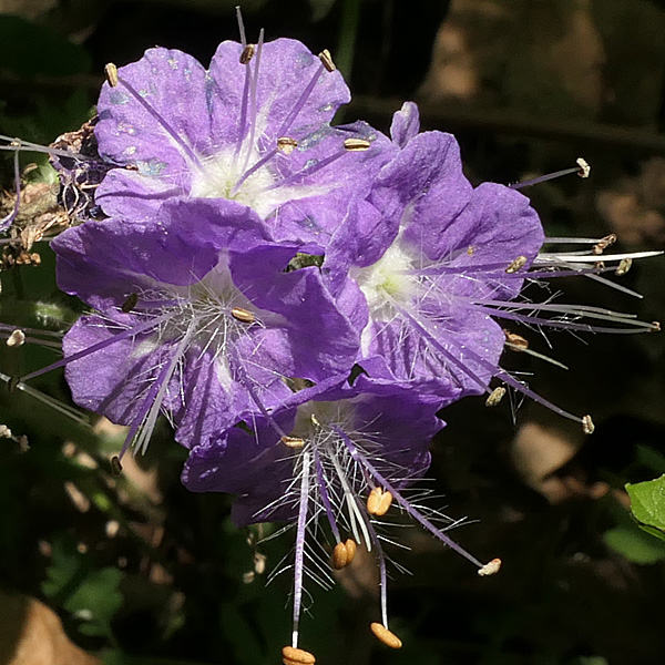 Phacelia bipinnatifida   Purple Phacelia - flower  closeup