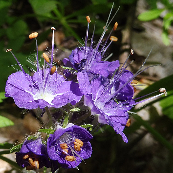 Phacelia bipinnatifida   Purple Phacelia - flower closeup 