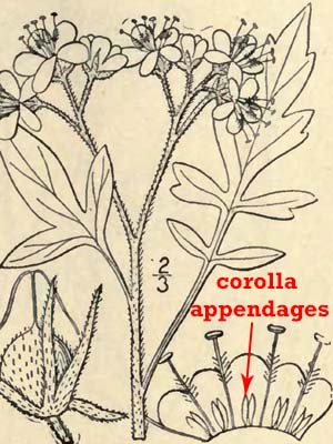 Phacelia bipinnatifida   Purple Phacelia - flower  