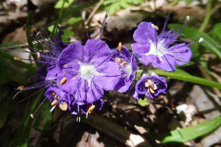 Phacelia bipinnatifida  - Purple Phacelia