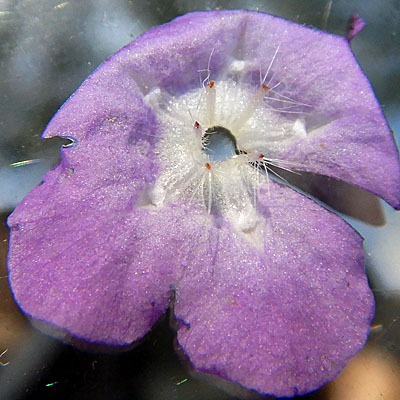 Phacelia bipinnatifida   Purple Phacelia - flower  corolla apendages