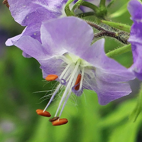 Phacelia bipinnatifida, Purple Phacelia -  flowers