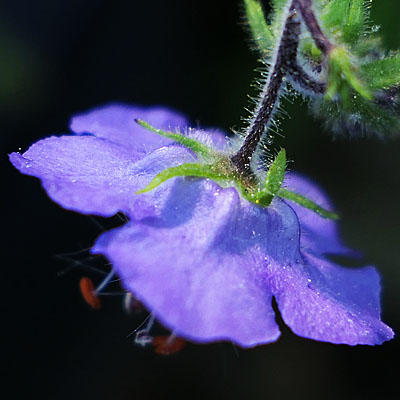 Phacelia bipinnatifida   Purple Phacelia - flower  back